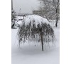 Декоративная ива козья (Salix caprea "Iva”) на штамбе С5